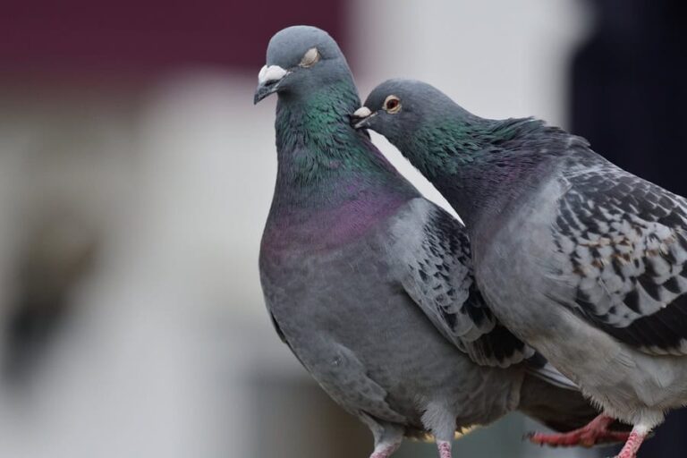 How Many Pigeons in London