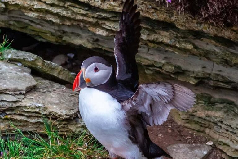 Where to See Puffins in Scotland